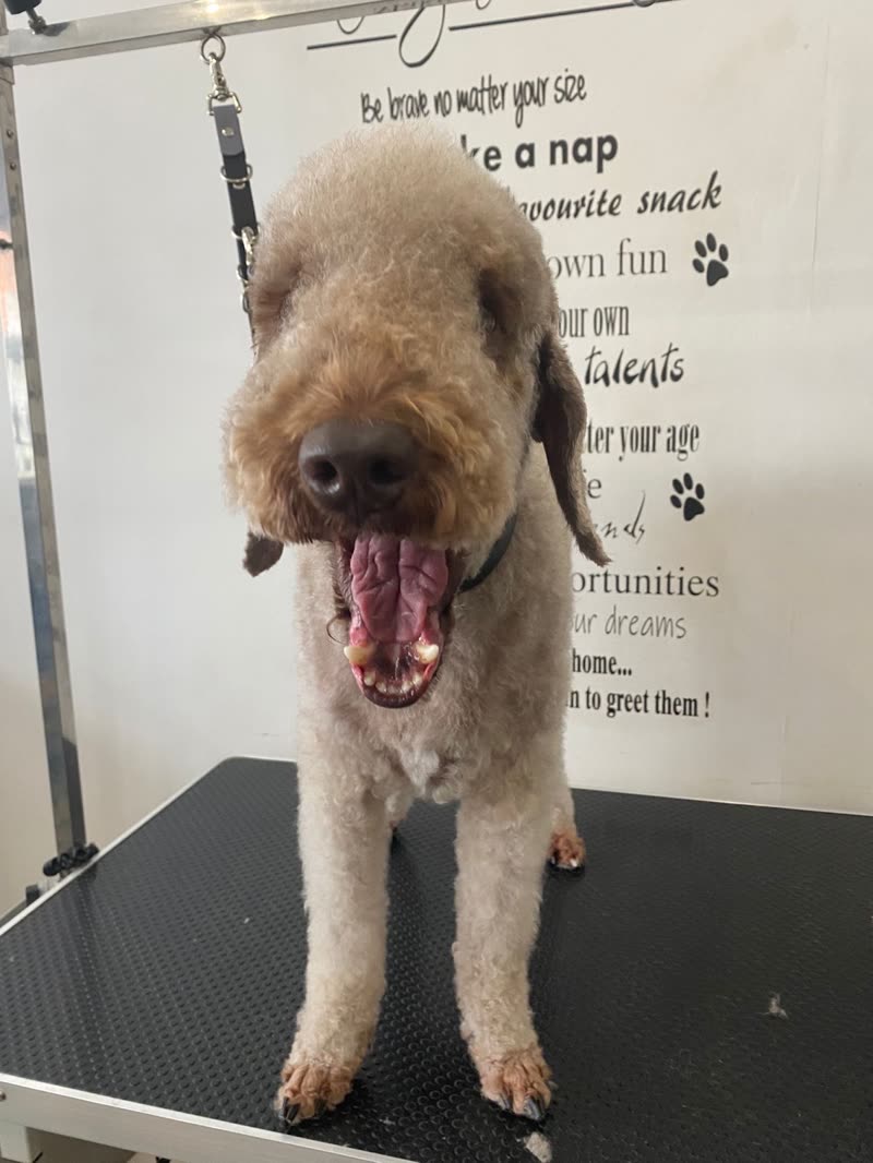 A freshly groomed apricot poodle-cross standing on the grooming table mid-yawn, salon wall behind