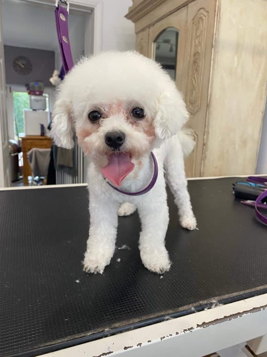 A freshly blow-dried and scissored white Bichon standing on the grooming table in a purple harness