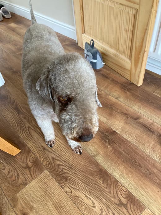 A short-clipped Bedlington-type dog seen from above on a wood floor, showing the all-over finished clip