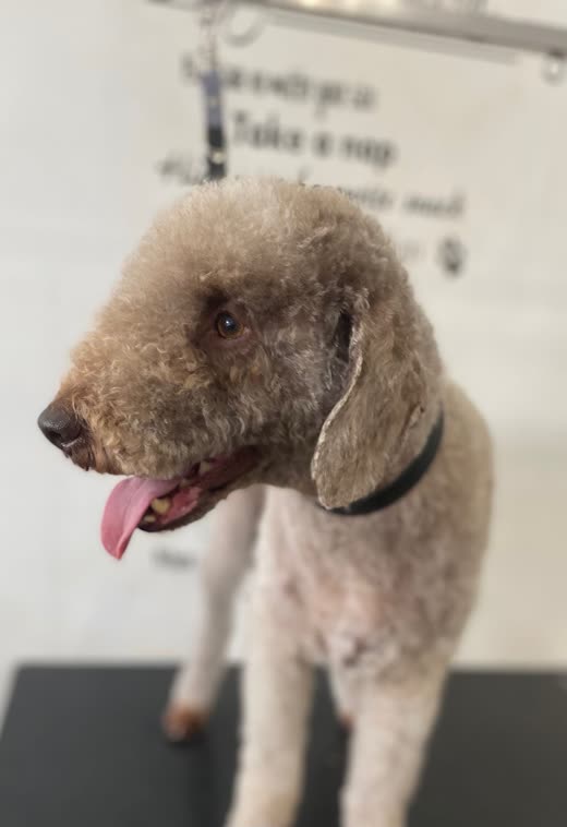 Side profile of a groomed apricot poodle-cross on the table, showing the finished head and face trim