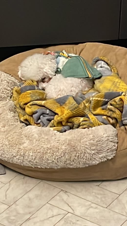 A round fleece dog bed on a tiled floor with a dog curled up in blankets