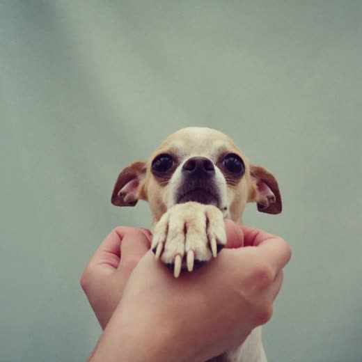 A dog's paw held gently in a groomer's hands after a nail trim